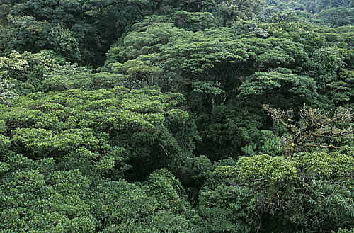 Bergnebelwald