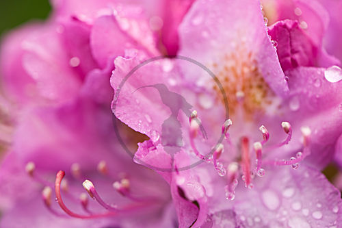 Rhododendren