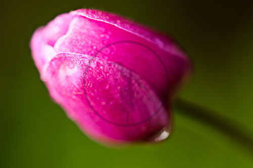 Anemone
