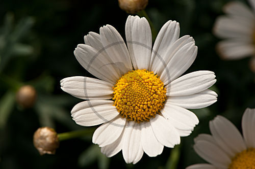 Margerite