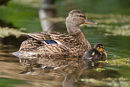 Stockente mit Küken