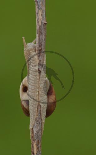 Weinbergschnecke