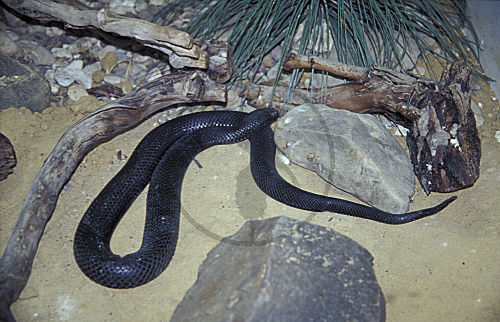 Schwarze Tigerotter