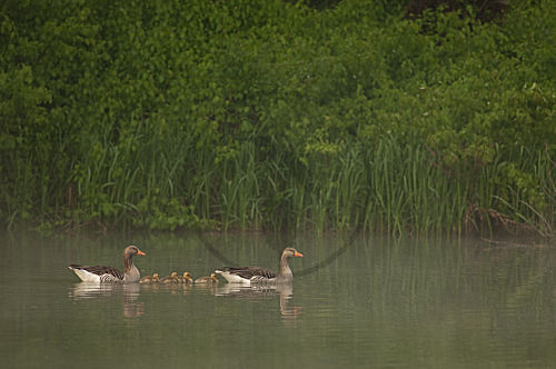 Graugansfamilie