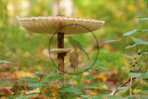 Riesenschirmling (Parasol)