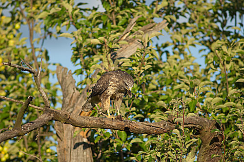 Mäusebussard frisst Maus