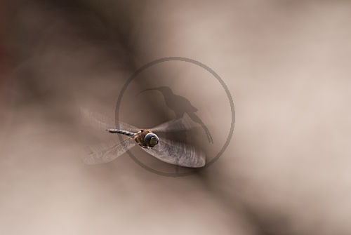 Herbst Mosaikjungfer im Flug