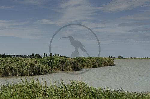 Lake, Neusiedlersee