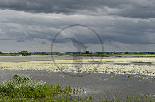 Lake, Neusiedlersee