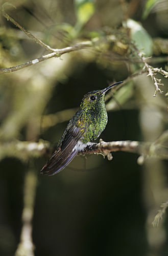 Streifenschwanzeupherusa