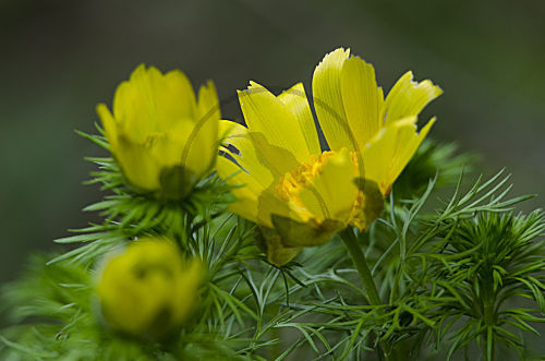 Frühlings-Adonis