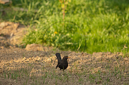 Amsel mit Regenwürmer
