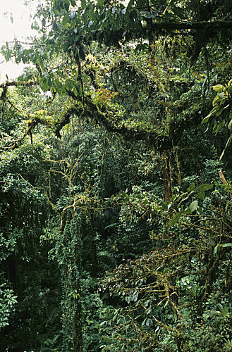 Epiphytenäste