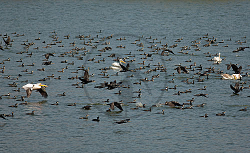 Wasservögel am Kerkinisee
