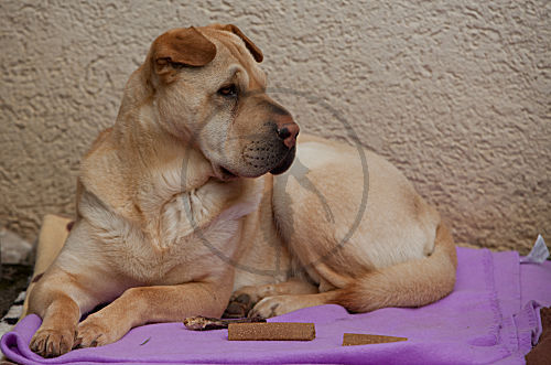 Shar pei