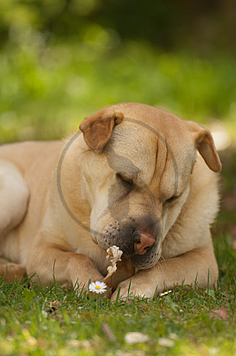 Shar pei