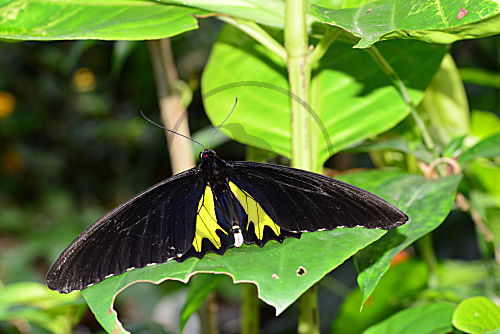 Vogelflügler, Männchen