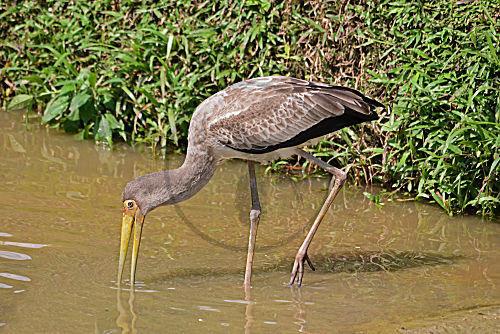Milchstorch, immatur