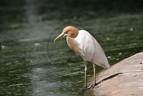 Kuhreiher, Brutkleid