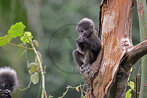 Südlicher Brillenlangur