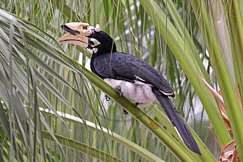 Orienthornvogel