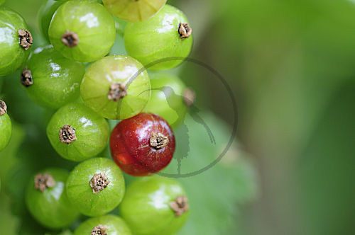 stachelbeeren
