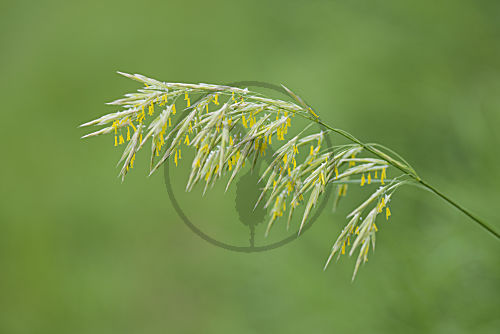 Schilfgras