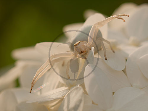 Krabbenspinne