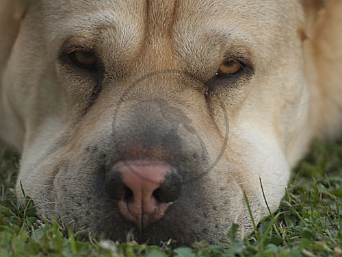 Shar pei