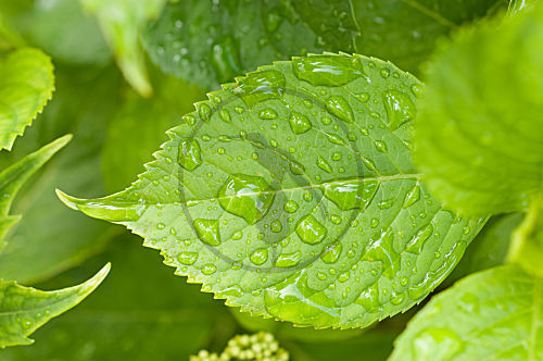 Wassertropfen auf Ortenzienblatt