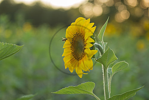 Sonnenblume und Biene