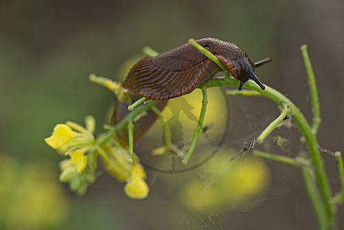 Rote Wegschnecke
