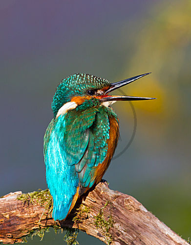Eisvogel
