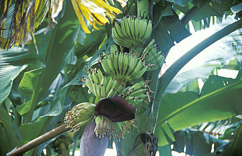 Bananen