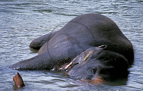 Indischer Elefant