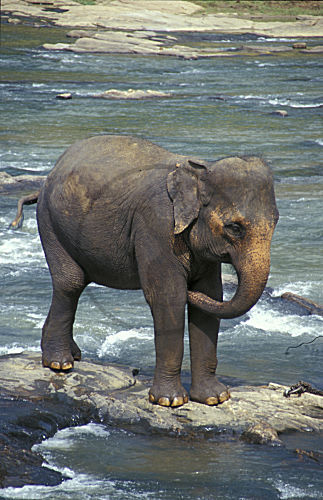 Indischer Elefant