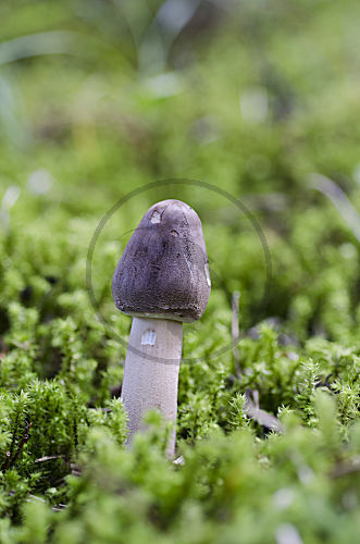 Parasol