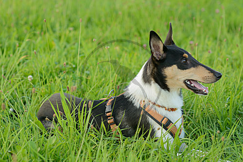 Kurzhaarcollie