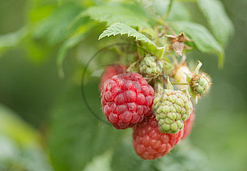 Himbeere Wildform
