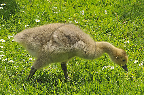 Kanadagans, jungvogel