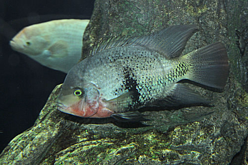 Tilapia sp.