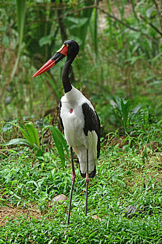 Sattelstorch