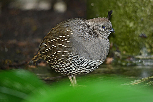 Kalifornische Schopfwachtel, Weibchen