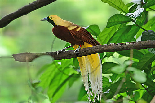 Kleiner Paradiesvogel, Männchen