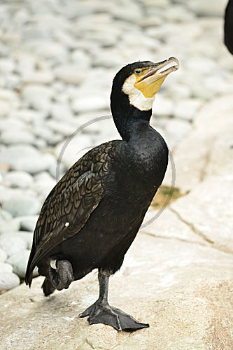 Kormoran