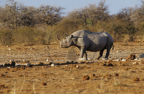 Spitzmaulnashorn