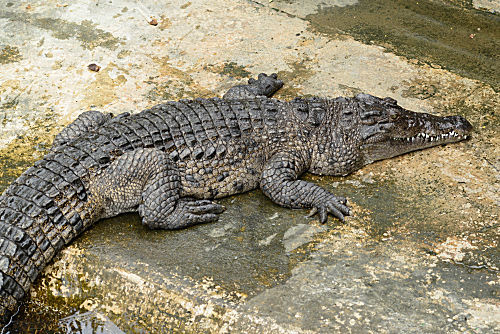 Philippinen-Krokodil in der Aufzuchtstation PWRCC
