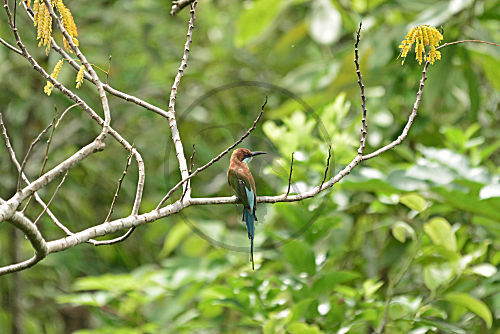 Malaienspint
