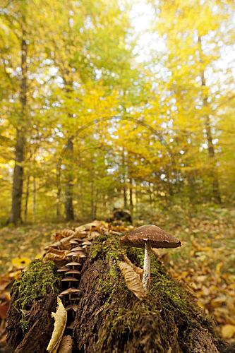 Herbstwald