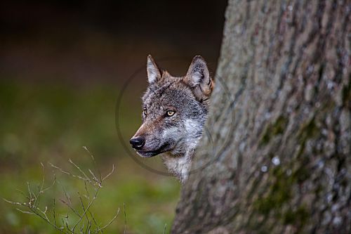 Wolf